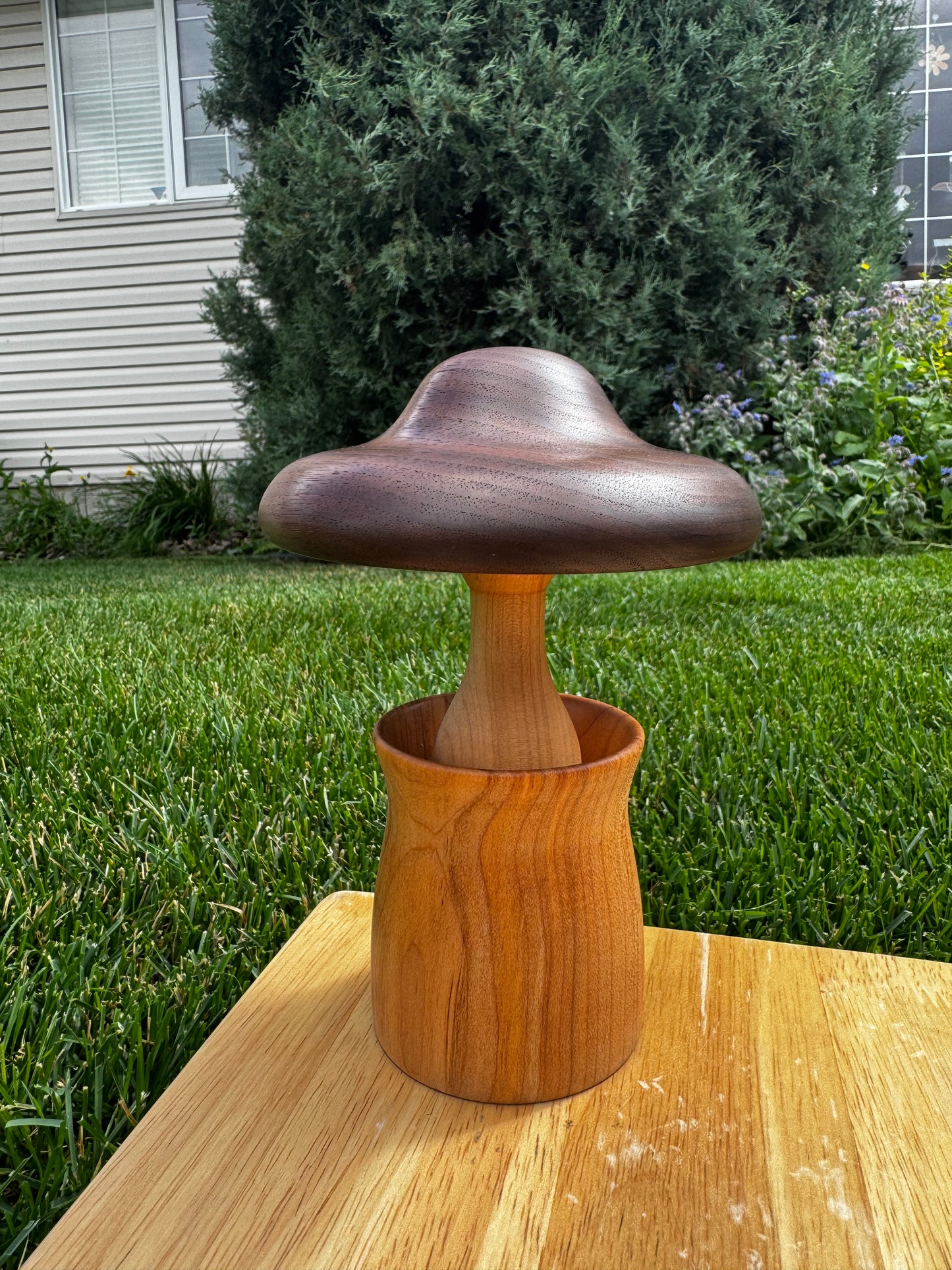 Maple/Walnut Mushroom in a Cherry Pot