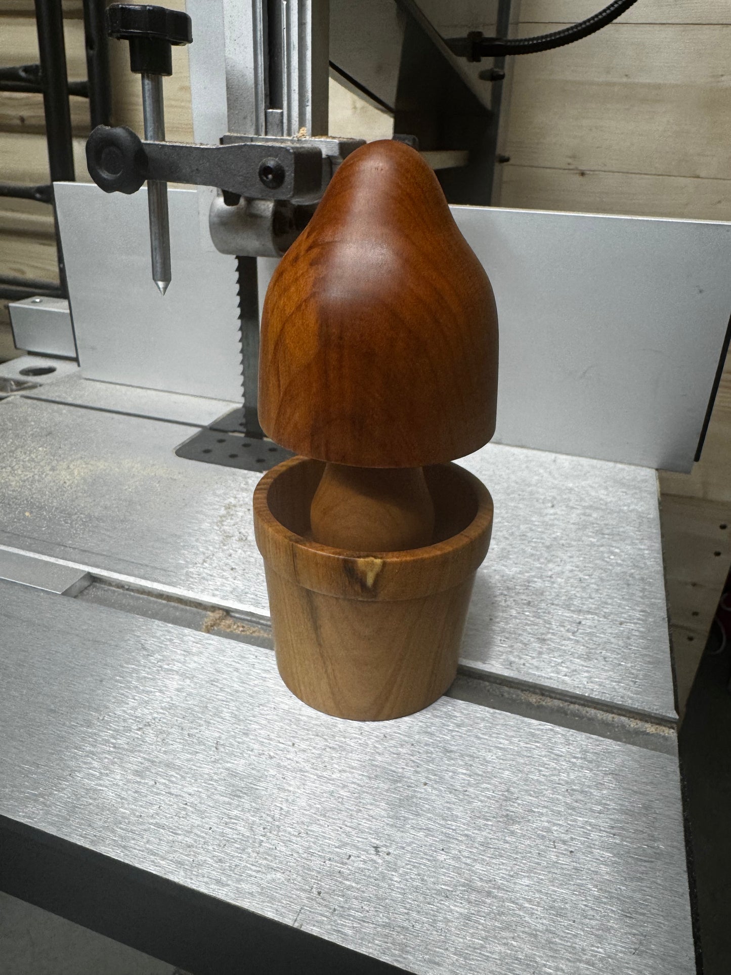 Elm/Alder Mushroom in a Cherry Pot