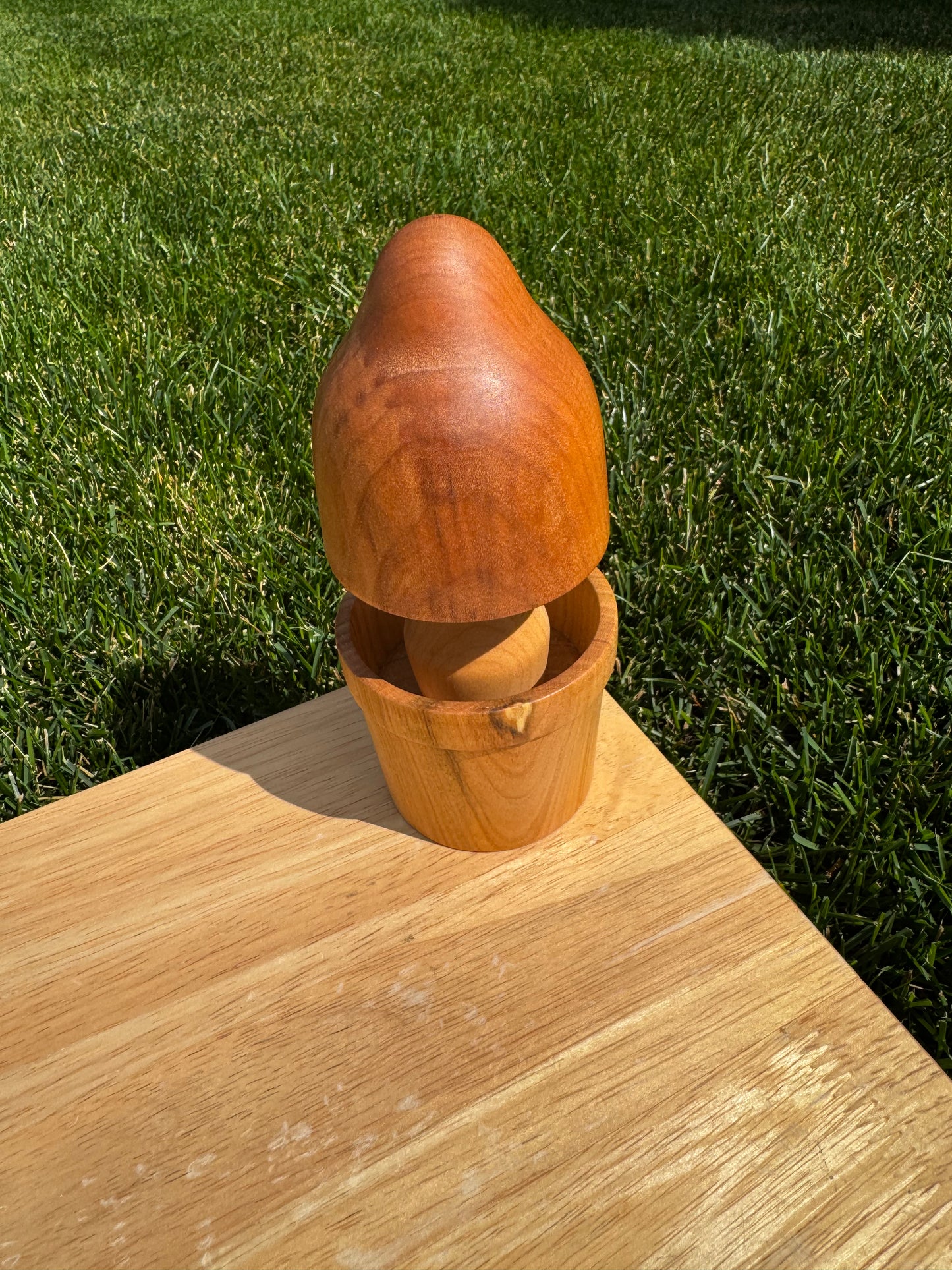 Elm/Alder Mushroom in a Cherry Pot