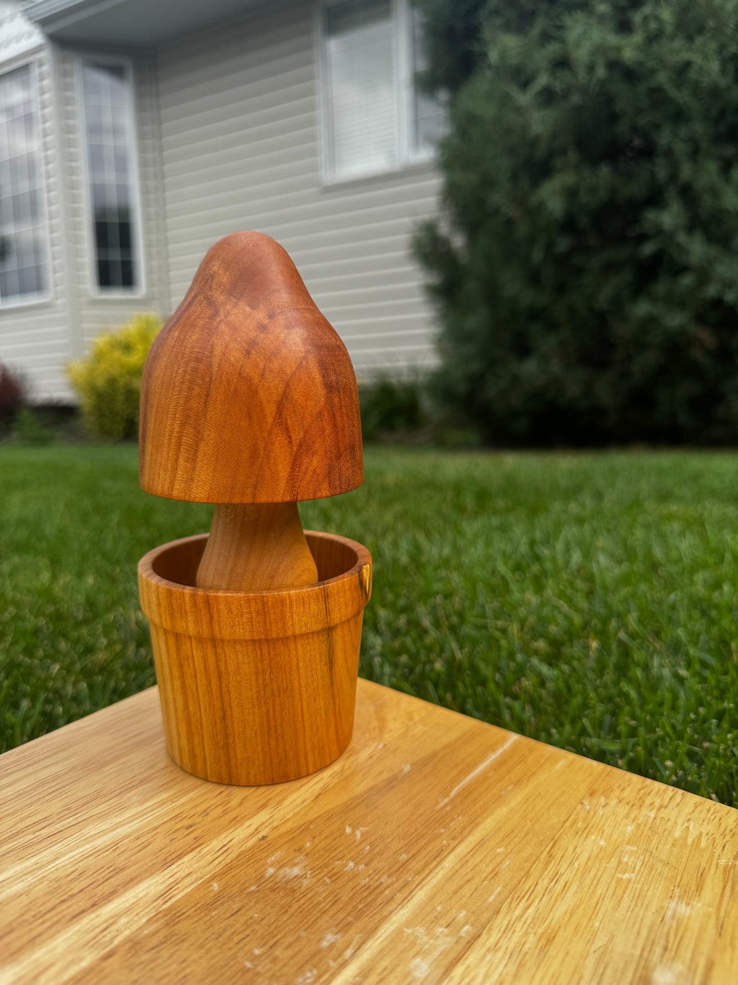 Elm/Alder Mushroom in a Cherry Pot